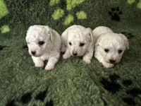 chłopcy - 4 tygodnie